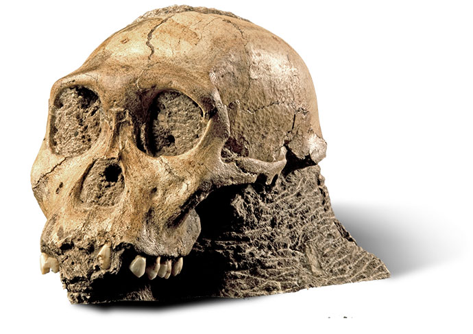 Cradle of Humankind skull